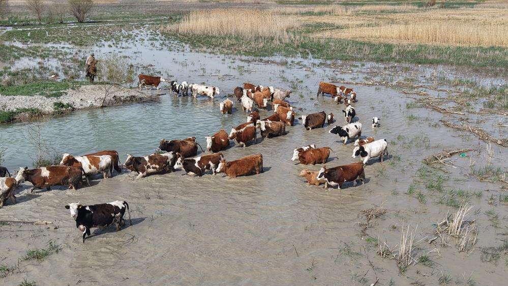 Konya’nın hocasıyla ünlü gölü 8 yıl sonra yeniden can buldu 3